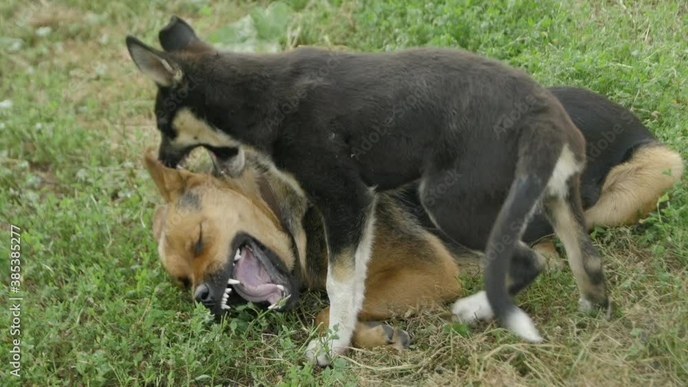 Homeless dogs are played and bitten in the village in the fresh air Homeless dogs are played and bitten in the village in the fresh air
