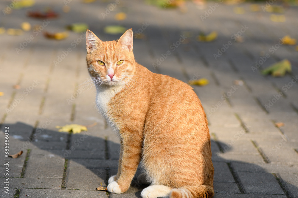 Young cute cat with expressive look and yellow eyes sits on the road in sunny light. Close up view. Young cute cat with expressive look and yellow eyes sits on the road in sunny light. Close up view.