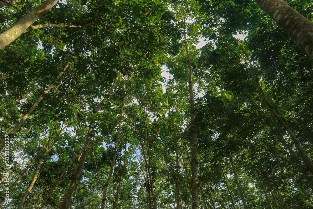 Fototapeta premium tree in the forest