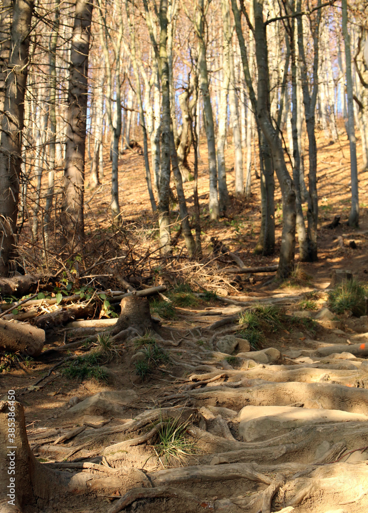 Obraz premium polskie góry, Bieszczady