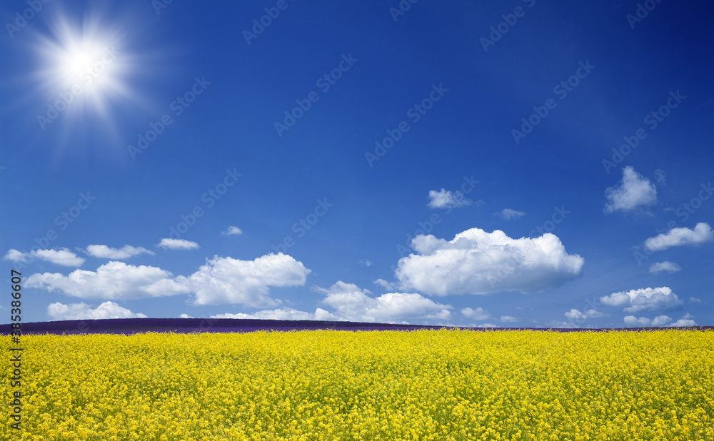黄色い花咲く丘と雲と太陽 黄色い花咲く丘と雲と太陽