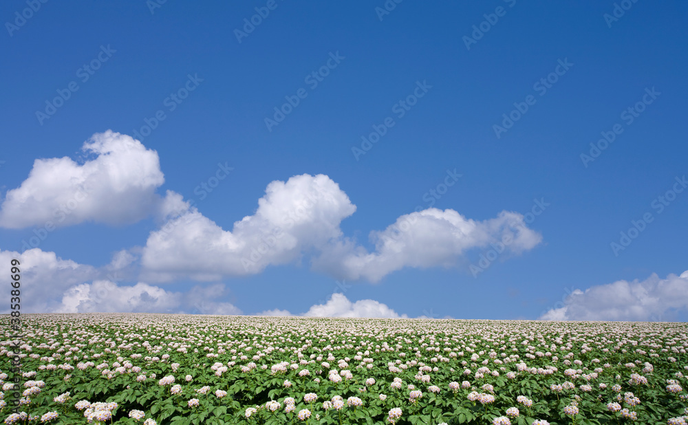 ジャガイモ畑のジャガイモの花と雲