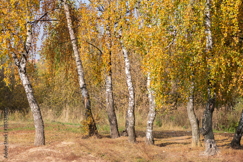 Birch trees with beautiful shining yellow leaves by sun in golden autumn