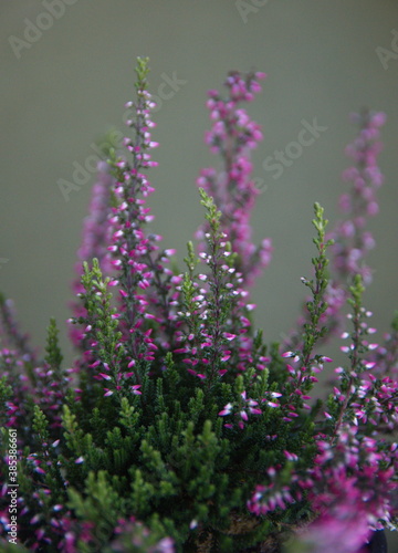 Blossom of purple - pink Calluna  common heather  ling  or simply heather  calluna vulgaris 