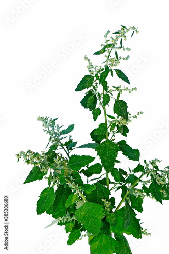 Orach, (Atriplex hortensis). Leaves, flowers. 
Yellow pollen on green leaves.
White background.
