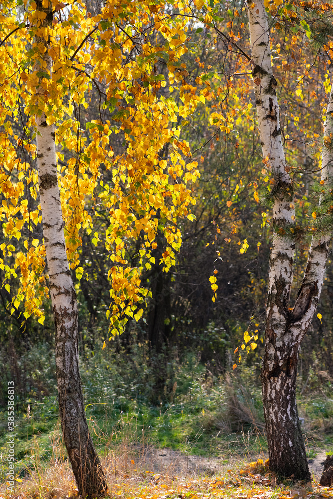 Two birch trees with beautiful shining yellow leaves by sun in golden autumn Two birch trees with beautiful shining yellow leaves by sun in golden autumn