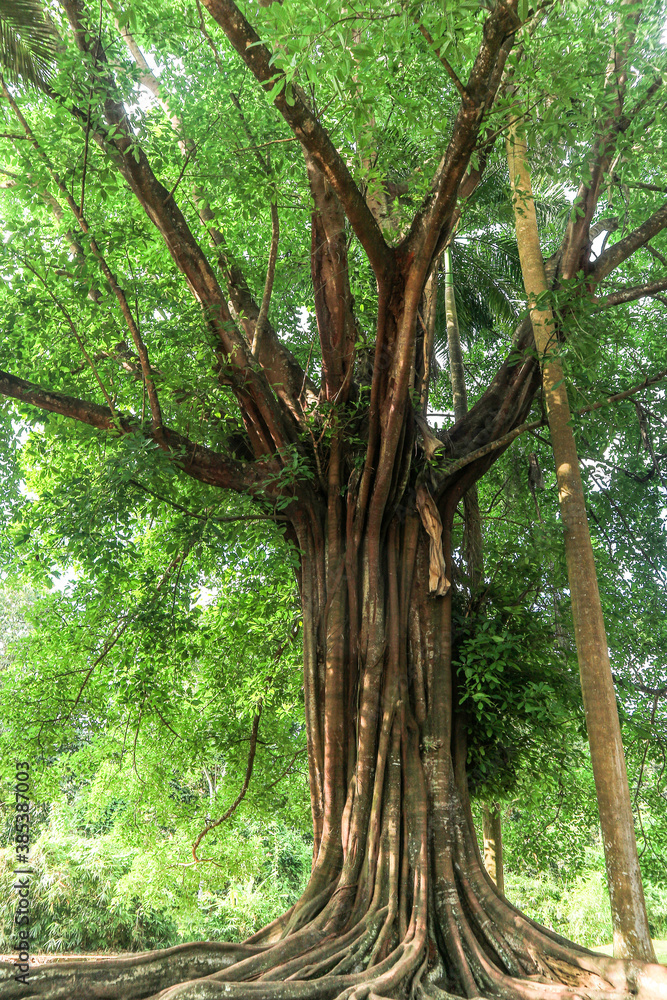 Obraz premium trees in the forest
