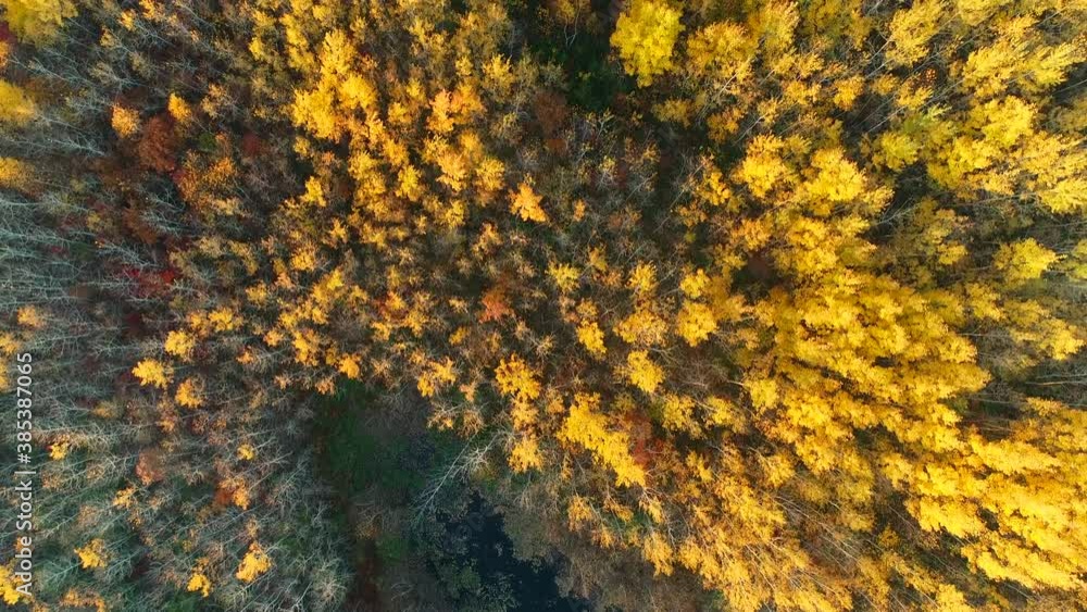 Aerial shot of a birch forest exploding in bright yellow and orange with peak fall colors. Aerial shot of a birch forest exploding in bright yellow and orange with peak fall colors.