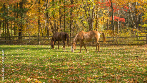 Two horses grazing in the grass on a farm during Autumn. © ChristyLangPhotos