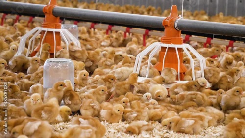 Lots of little yellow chickens on the farm