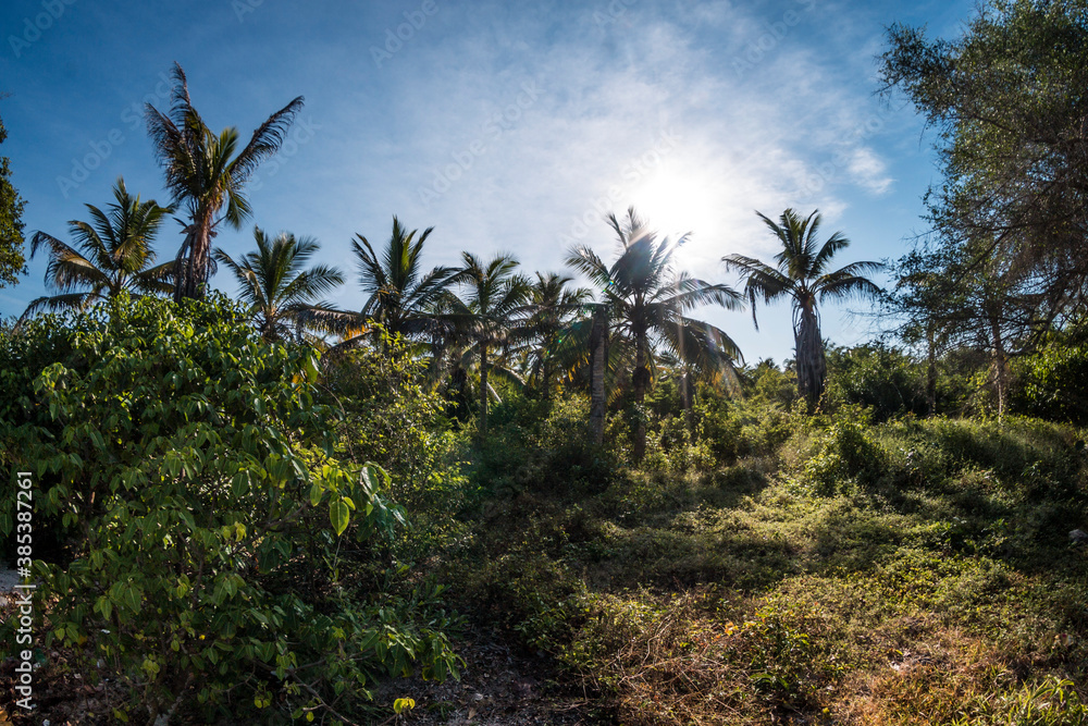 vegetation, palm trees and tropical trees on the Caribbean coast