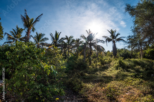 vegetation  palm trees and tropical trees on the Caribbean coast