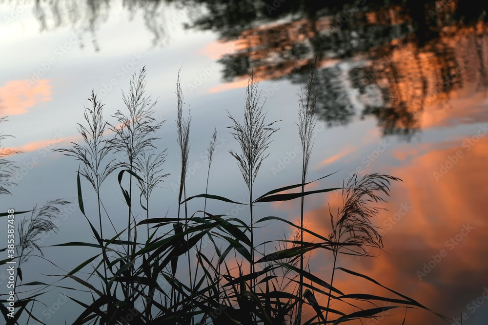 Fototapeta premium Plants growing by the river. Beautiful sunset reflection. Selective focus.