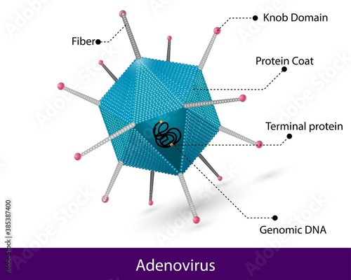 Adenovirus structure with labelling. vector