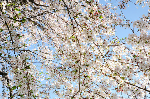 青空バックに桜の花の木