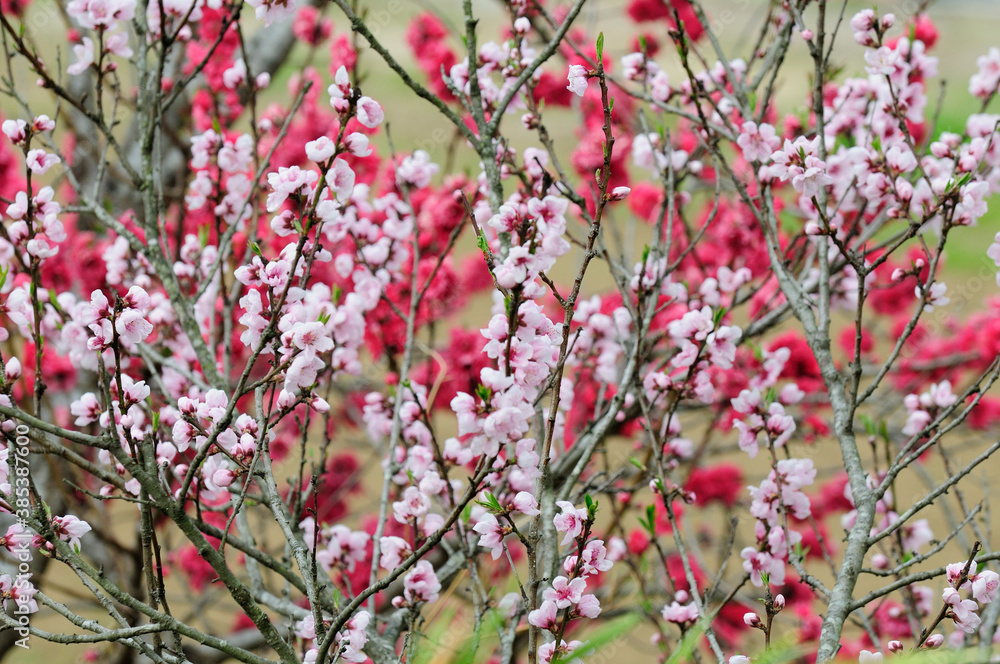 赤色の花の桃の木と白色の花の桃の木 赤色の花の桃の木と白色の花の桃の木