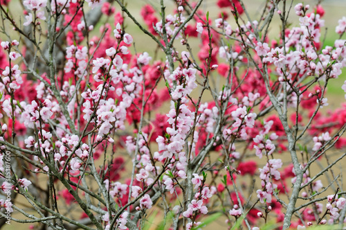 赤色の花の桃の木と白色の花の桃の木