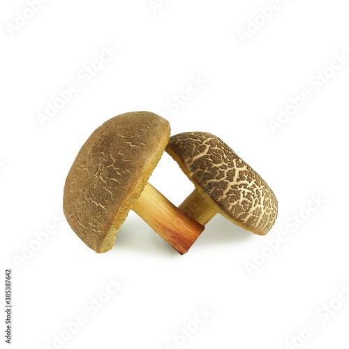 Forest edible mushroom Boletus chrysenteron (Xerocomus) isolated on white background  photo