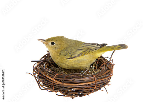 Photo Profile of an adult female yellow warbler standing in a small nest of twigs, isolated on white