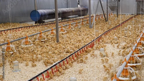 Lots of little yellow chickens on the farm