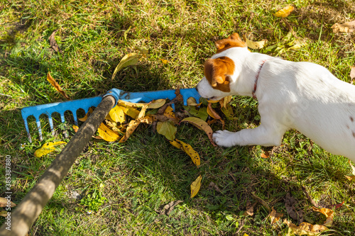 A puppy watching raking leaves with a blue rake