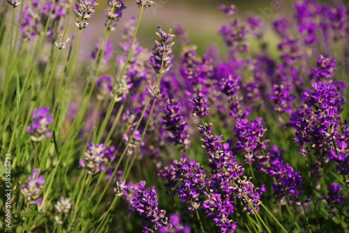 Beautiful blooming lavender field on summer day, closeup