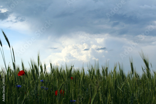 flower meadow