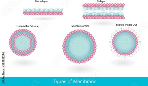 Types of plasma membrane of cell: . liposome, membrane, cell, Monolayer, bi layer, Uni lamellar, Micelle. vector illustration medical diagram for educational purpose