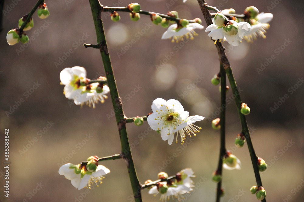 Obraz premium 梅の花