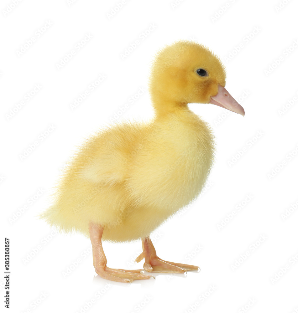 Cute fluffy gosling on white background. Farm animal Cute fluffy gosling on white background. Farm animal