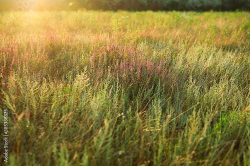 Beautiful field with wild flowers in morning