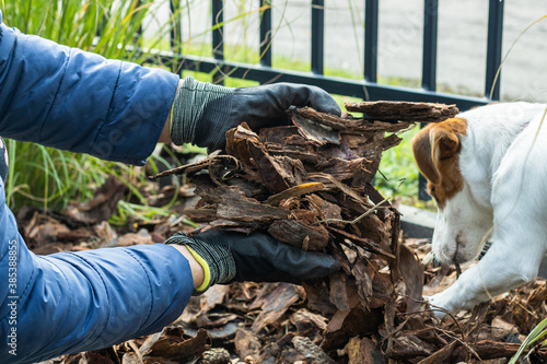 Laying the bark around the plant and the dog in the background