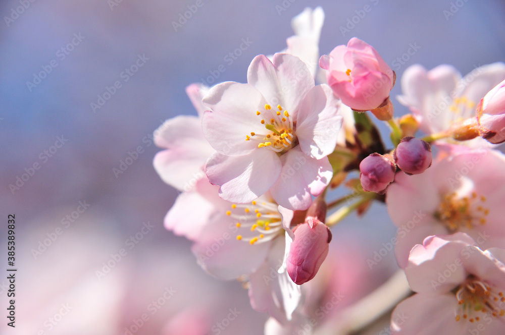 桜 桜