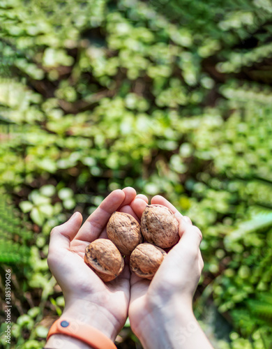 Selective focus to hands holding a walnuts at blurred background. 