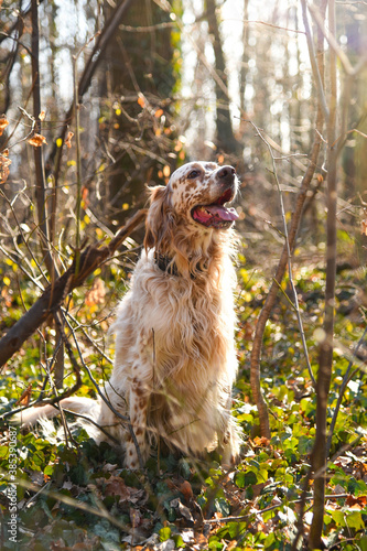 Dog on the grass (English Setter) photo