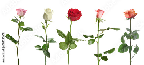 Fototapeta Naklejka Na Ścianę i Meble -  Set of different roses on white background. Banner design