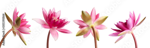Fototapeta Naklejka Na Ścianę i Meble -  Set of beautiful lotus flowers on white background. Banner design
