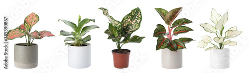 Set of Aglaonema plants for house on white background. Banner design