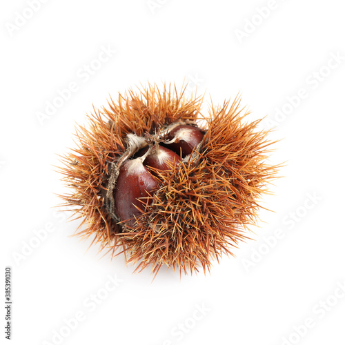 Fresh sweet edible chestnut in husk isolated on white