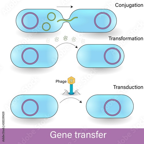 Types of gene transfer: conjugation, transformation, and transduction vector concept in bacteriophage.