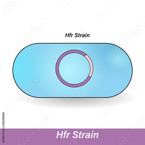 High frequency of recombination or HFR strain of bacteria vector illustration in white background 
