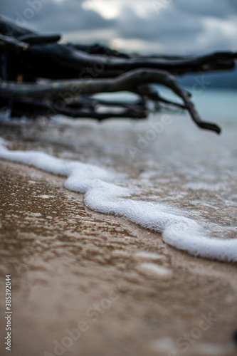 Roots on waters edge