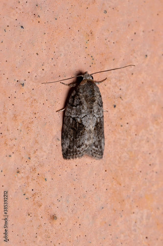 Black-olive Caterpillar Moth in the wall photo