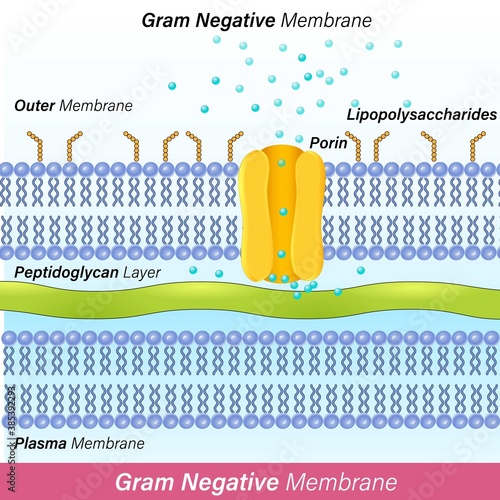 Gram negative Membrane with plasma membrane, outer membrane, and peptidoglycan and lipopolysaccharides on the surface, the schematic diagram also shows the porins in the membrane vector. photo
