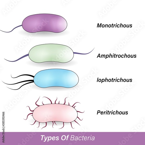 Types of bacteria based on flagella number: Monotrichous, Amphitrichous, Lophotrichous, peritrichous. types of microbe. vector illustration