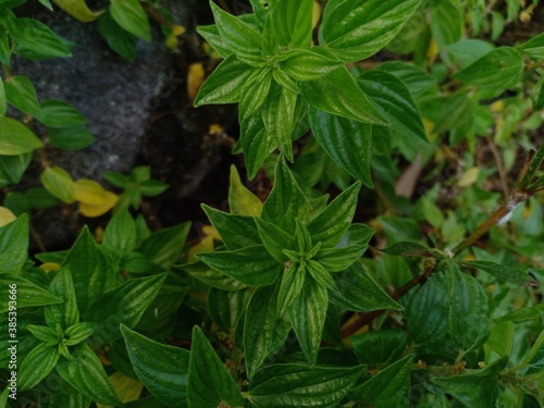 wild plants that grow near the football field