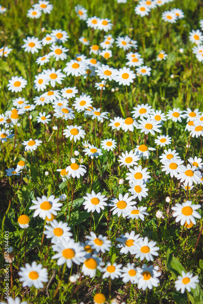Fototapeta premium field of daisies