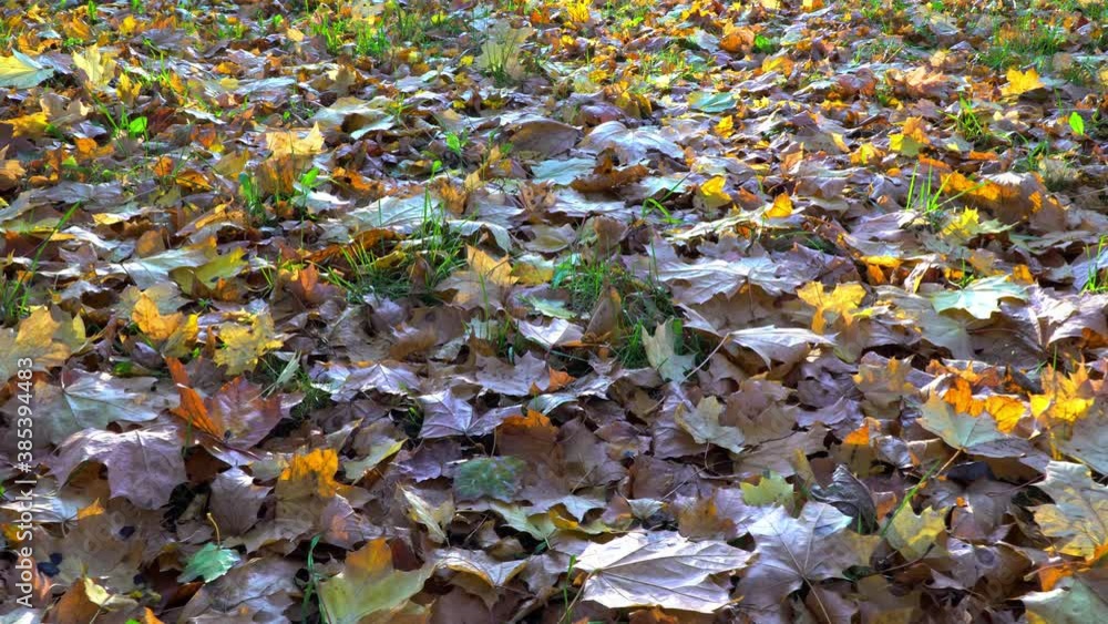 Walk through the fallen leaves in the autumn Park Walk through the fallen leaves in the autumn Park