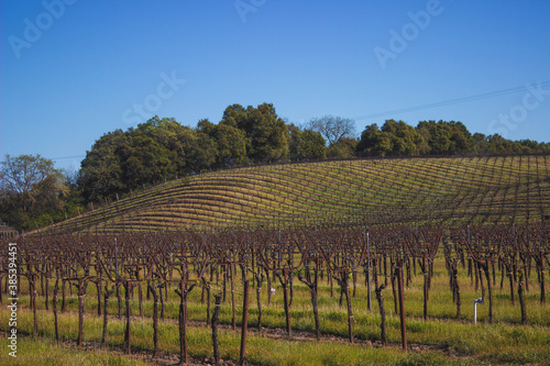 vineyard in sonoma country