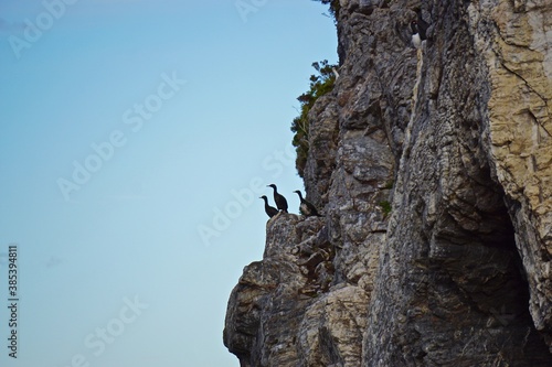 aves en acantilado